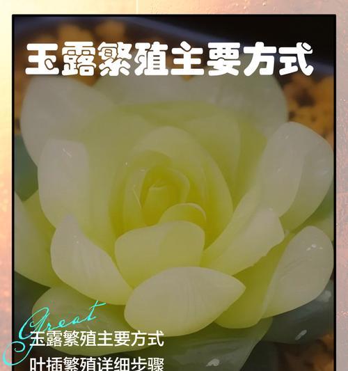 草玉露分株的最佳时机是什么时候？分株后如何管理？
