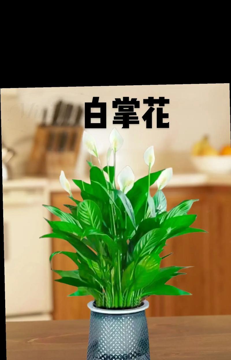 白掌有几个品种？如何进行白掌的品种选择？