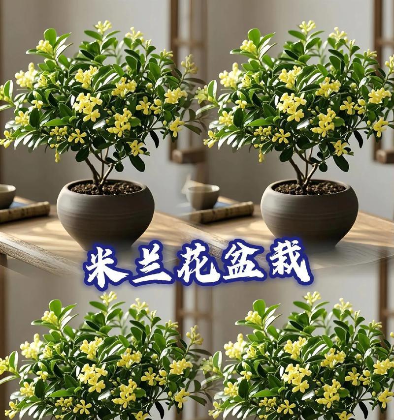 盆栽米兰怎么施肥？如何正确给盆栽米兰施肥？