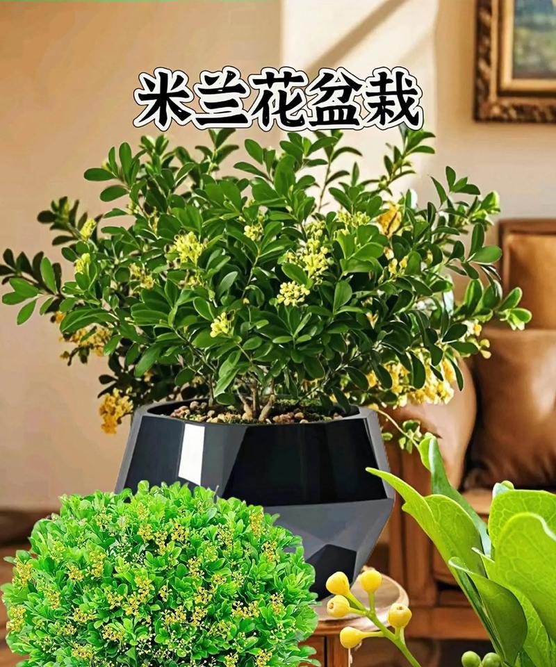 盆栽米兰怎么施肥？如何正确给盆栽米兰施肥？