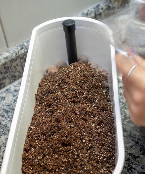 生石花种植需要注意哪些事项？如何确保生石花的成活率？
