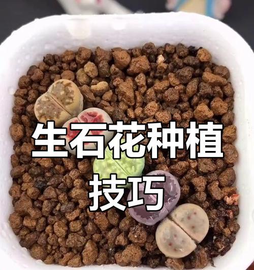 生石花种植需要注意哪些事项？如何确保生石花的成活率？