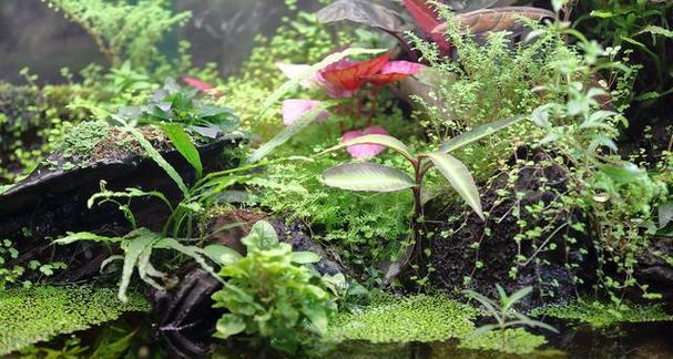 盆栽水生花卉种类有哪些？如何选择适合的盆栽水生花卉？