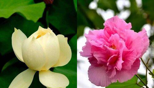 芙蓉花的特点是什么？