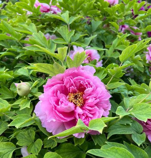 芙蓉花的特点是什么？