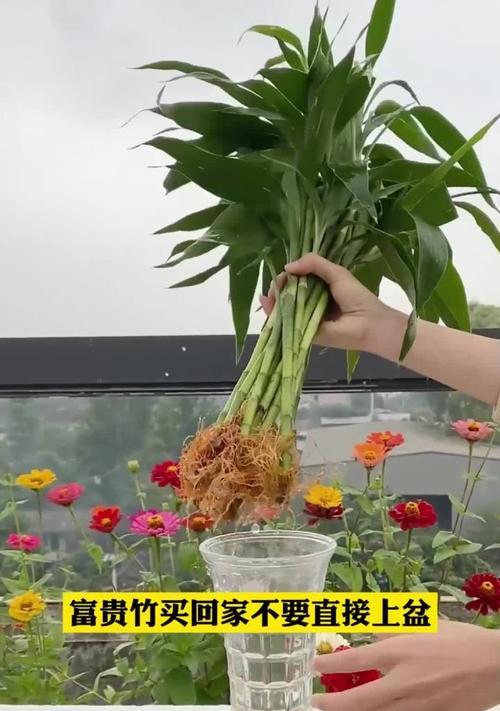 富贵竹快速生根的方法有哪些？