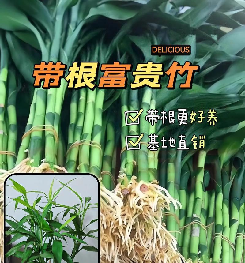富贵竹快速生根的方法有哪些？