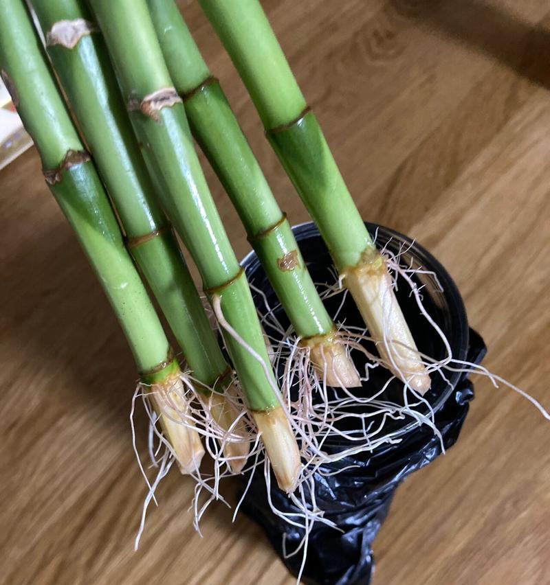 富贵竹快速生根的方法有哪些？