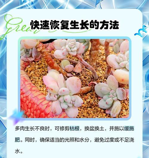 家庭植物养护的常见问题和解决方法是什么？