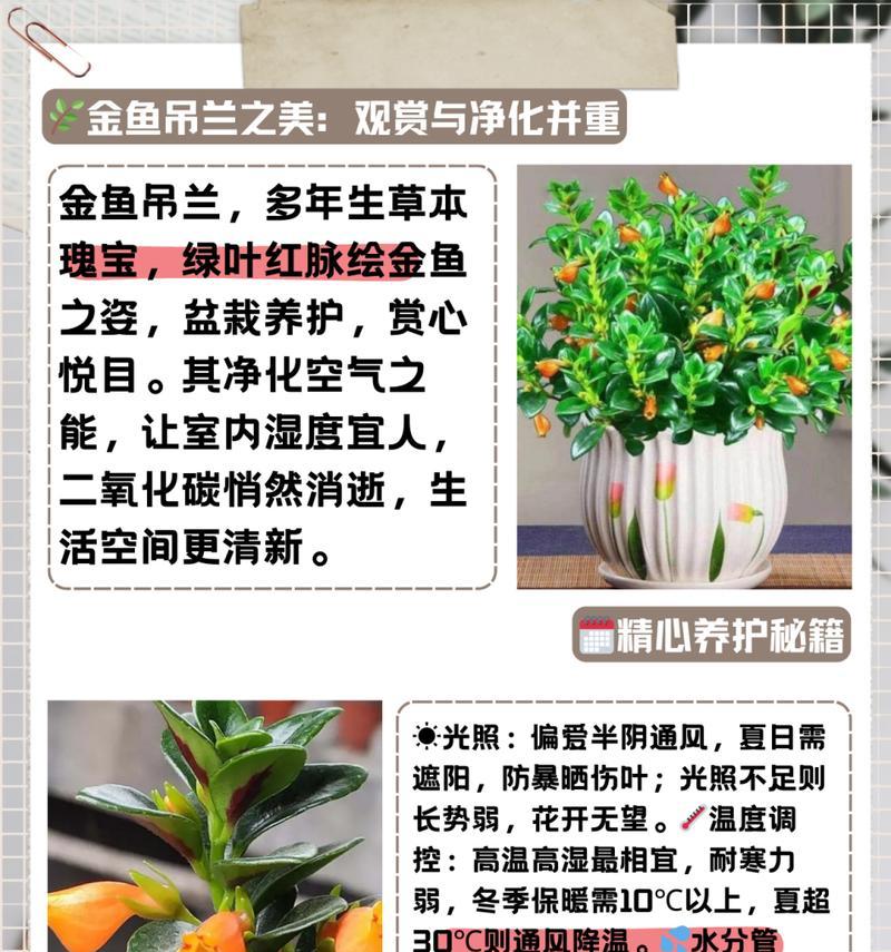 家庭植物养护的常见问题和解决方法是什么？