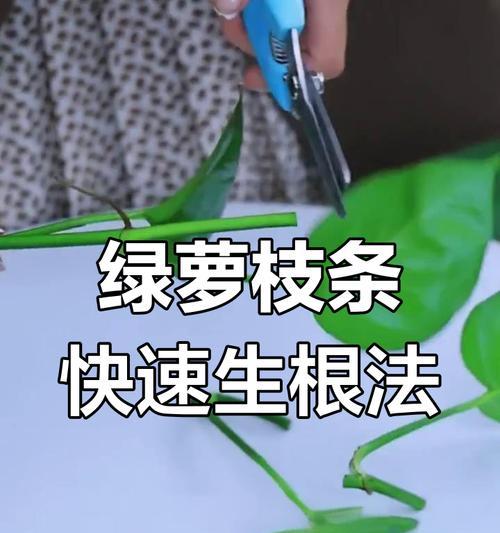 绿萝水扦插的成功秘诀是什么？如何提高绿萝扦插成活率？