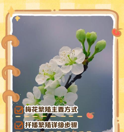 梅花的种植方法是什么？