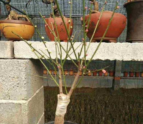 梅花的种植方法是什么？