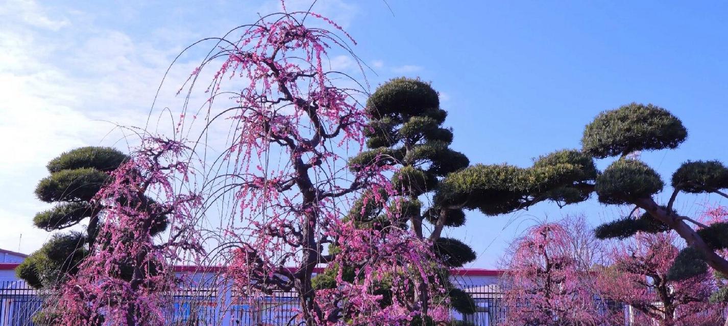 梅花的种植方法是什么？