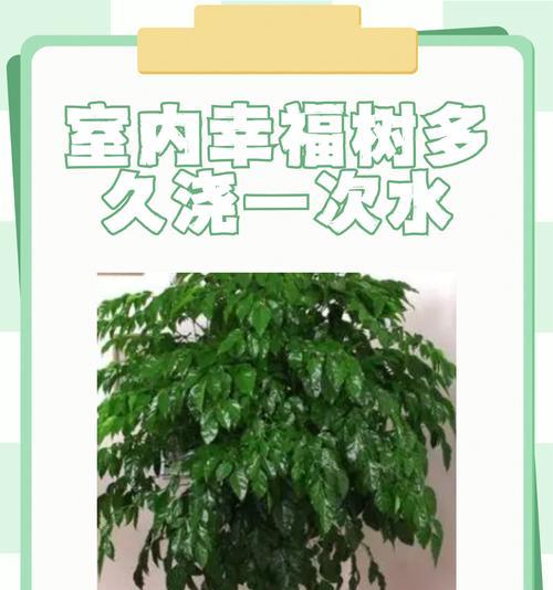 夏天如何正确给幸福树浇水？