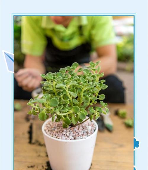 盆栽植物的养护和管理技巧有哪些？