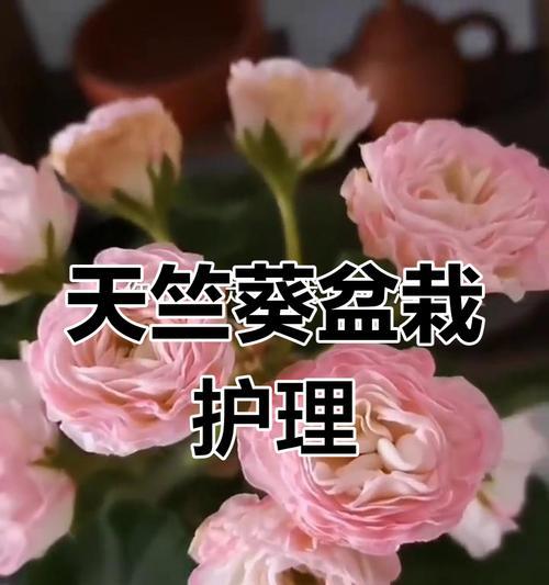 盆栽植物的养护和管理技巧有哪些？