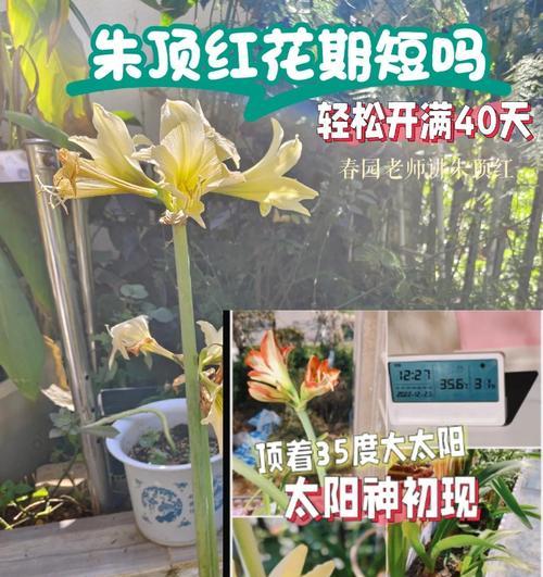 花期的控制方法是什么？控制花期需要注意哪些问题？