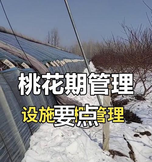 花期的控制方法是什么？控制花期需要注意哪些问题？