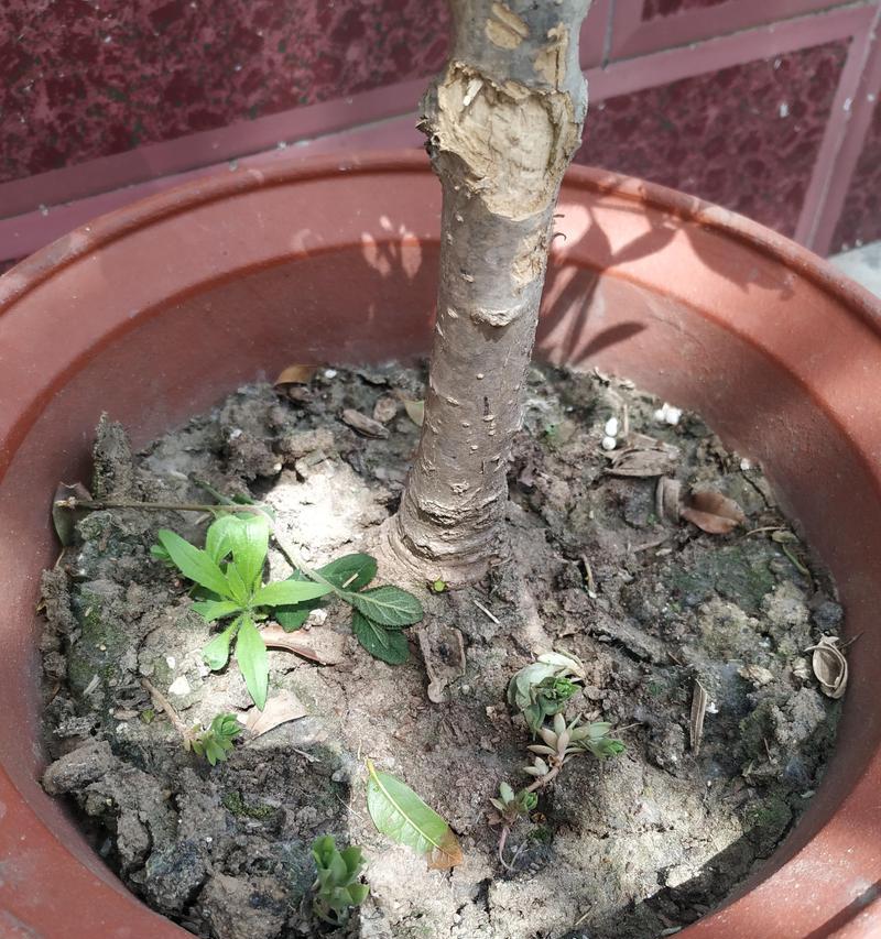 桂花树生病了怎么办？如何识别和治疗桂花树的疾病？