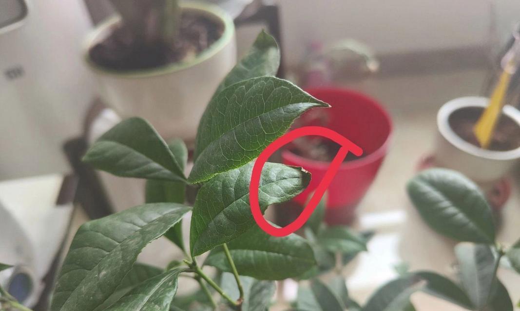 桂花树生病了怎么办？如何识别和治疗桂花树的疾病？