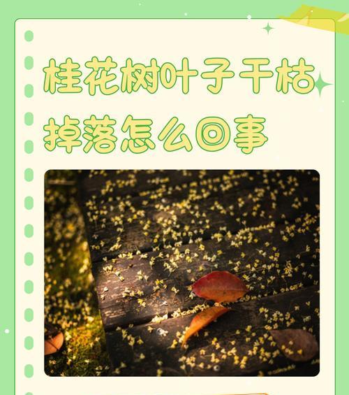 桂花树生病了怎么办？如何识别和治疗桂花树的疾病？
