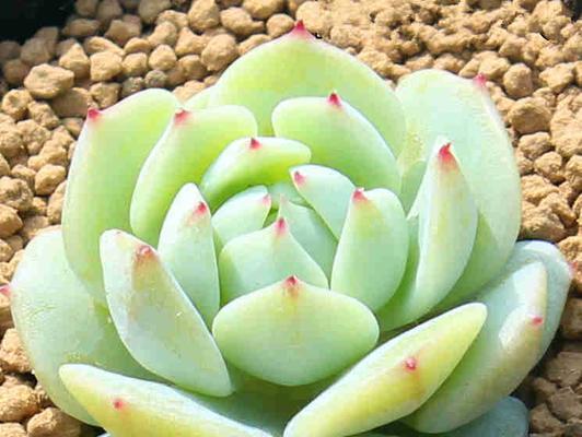 静夜品种的特点是什么？静夜品种的养护方法是什么？