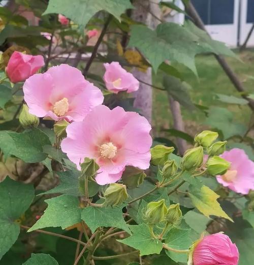 在秋天盛开的花有哪些？如何进行秋季花卉养护？