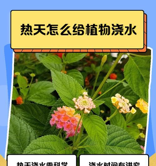植物浇水的重要性是什么？如何正确进行植物浇水？
