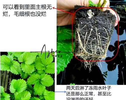 植物浇水的重要性是什么？如何正确进行植物浇水？