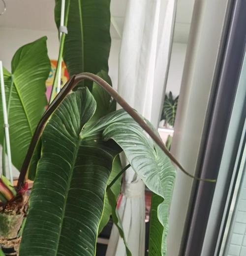 绿蔓植物的养殖技巧有哪些？
