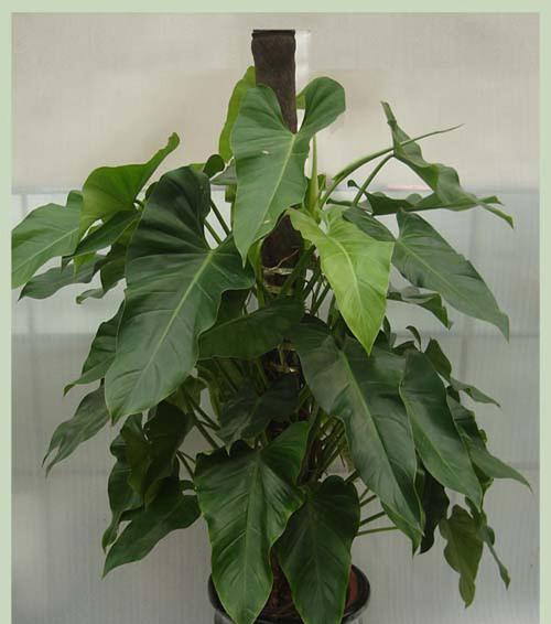 绿蔓植物的养殖技巧有哪些？