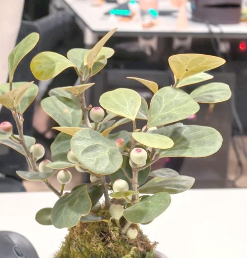 绿蔓植物的养殖技巧有哪些？