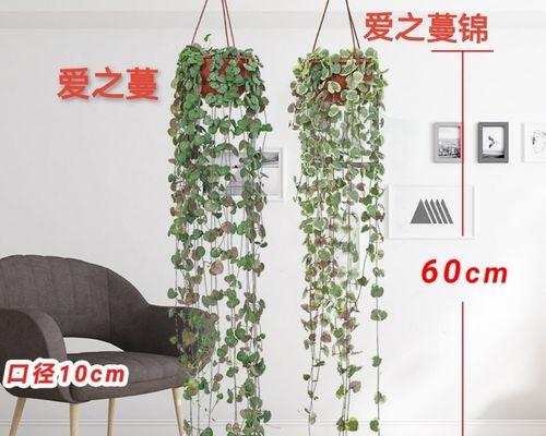 怎么养爱之蔓？爱之蔓的养殖方法和常见问题解答！