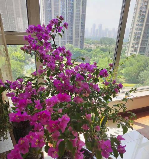 三角梅如何养护以促进多开花？