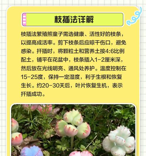 熊童子繁殖的有效方法是什么？