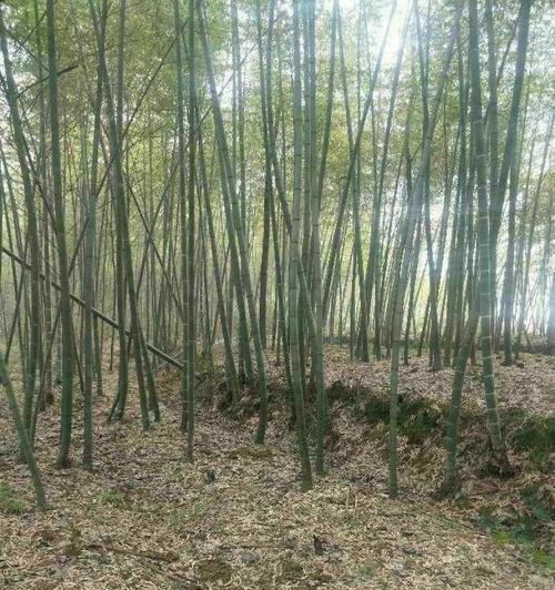 淡竹的定义及其特点是什么？