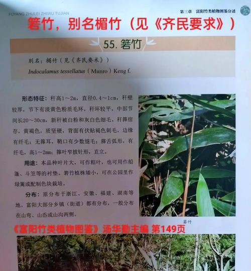 淡竹的定义及其特点是什么？
