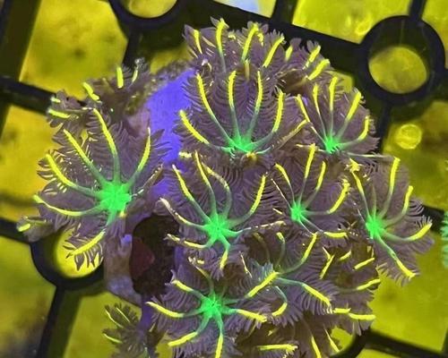 珊瑚花的养殖技巧有哪些？