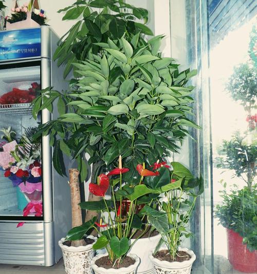 七彩花卉加盟的前景如何？