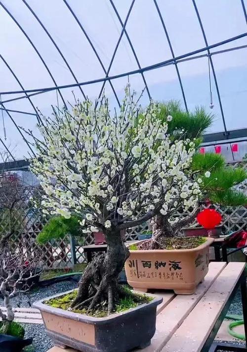 绿梅花有哪些品种？如何区分不同绿梅花品种？