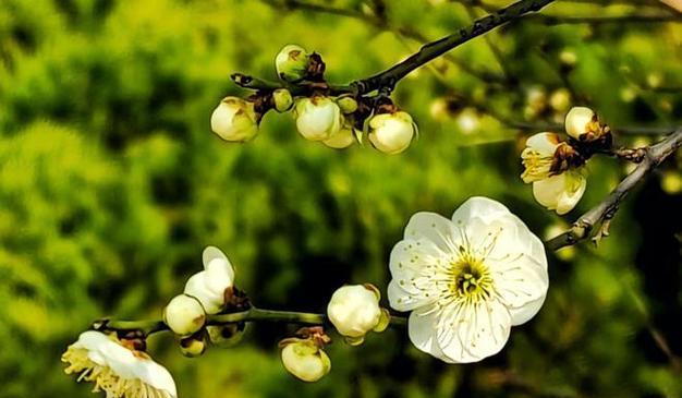 绿梅花有哪些品种？如何区分不同绿梅花品种？