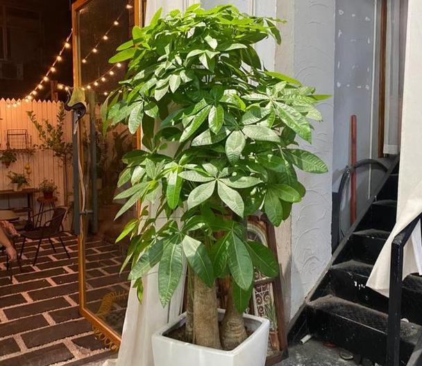 招财树品种有哪些？如何选择？