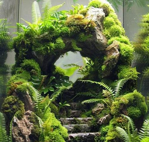 苔藓种植技巧有哪些？怎样制作苔藓景观？