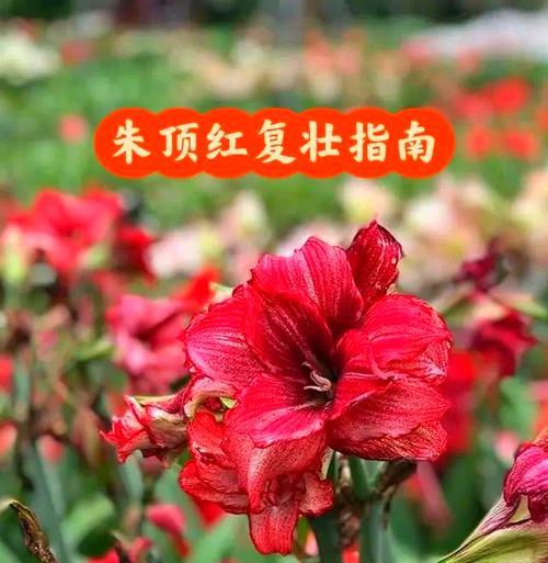朱顶红花的养殖技巧是什么？如何确保其开花？