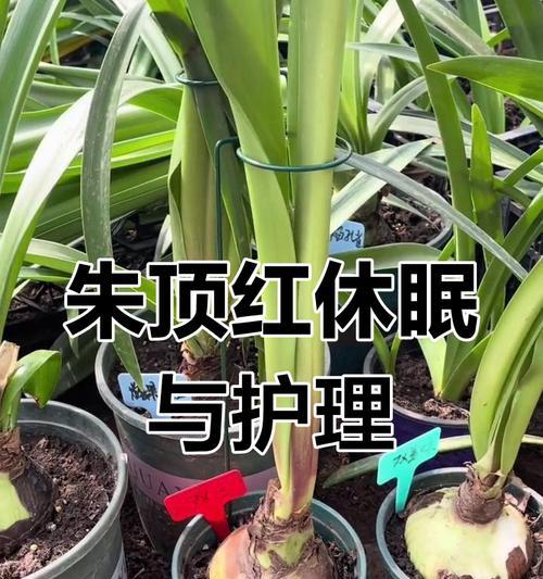 朱顶红花的养殖技巧是什么？如何确保其开花？