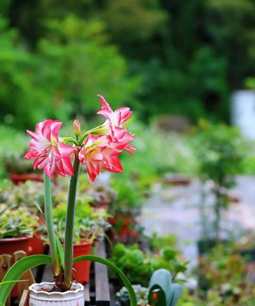 朱顶红花的养殖技巧是什么？如何确保其开花？