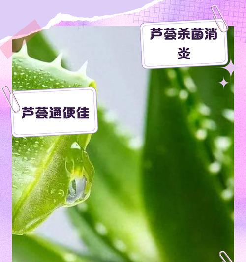 有毒的芦荟种类及其识别方法是什么？