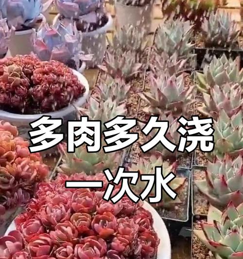 静夜多肉植物的浇水技巧是什么？