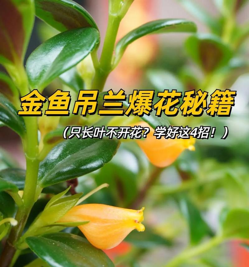 吊兰修剪枝条的方法是什么？如何促进分枝？